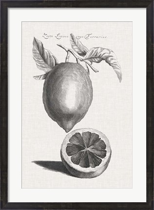 Framed Antique Lemons &amp; Oranges III Print