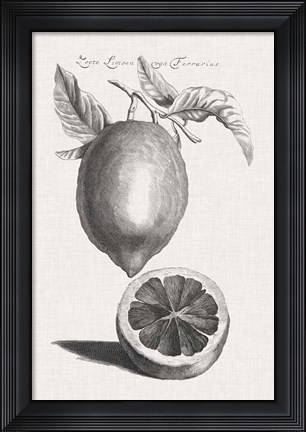 Framed Antique Lemons &amp; Oranges III Print
