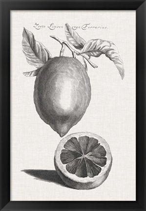 Framed Antique Lemons &amp; Oranges III Print