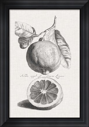Framed Antique Lemons &amp; Oranges IV Print