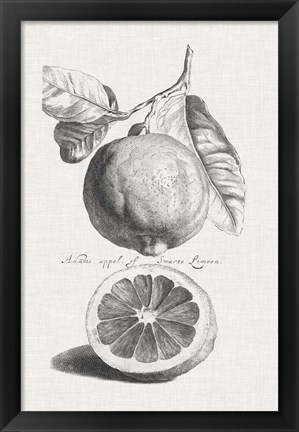 Framed Antique Lemons &amp; Oranges IV Print