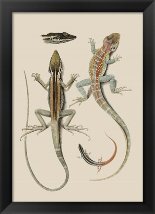 Framed Antique Lizards II Print