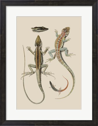 Framed Antique Lizards II Print