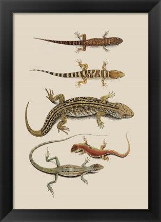 Framed Antique Lizards III Print