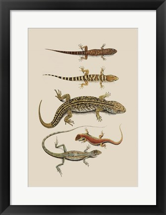 Framed Antique Lizards III Print