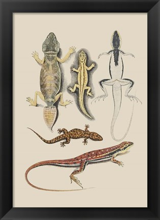 Framed Antique Lizards IV Print