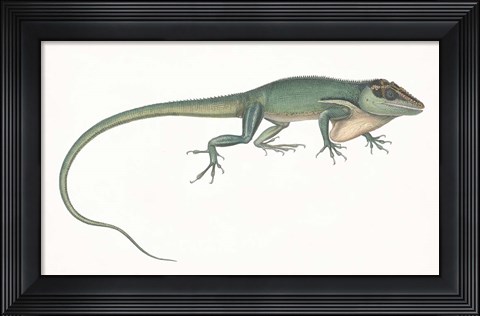 Framed Antique Chameleon Print