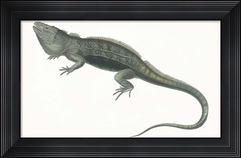 Framed Antique Iguana Print