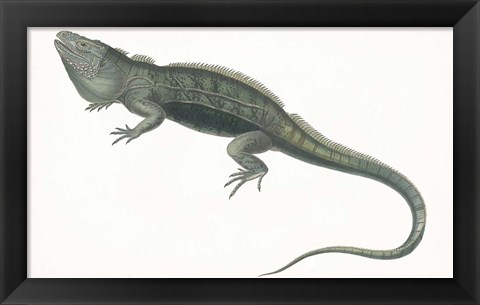 Framed Antique Iguana Print