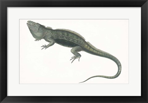 Framed Antique Iguana Print