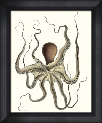 Framed Antique Octopus Collection I Print