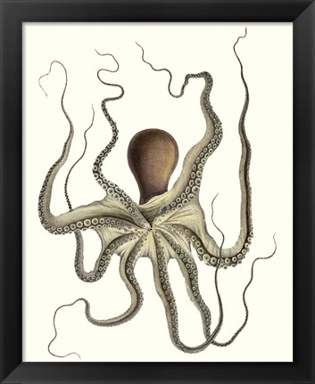 Framed Antique Octopus Collection I Print