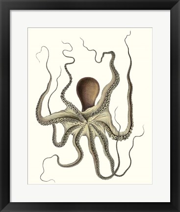 Framed Antique Octopus Collection I Print