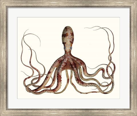 Framed Antique Octopus Collection II Print