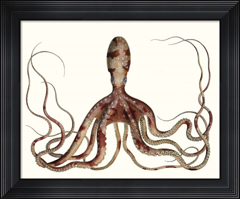 Framed Antique Octopus Collection II Print
