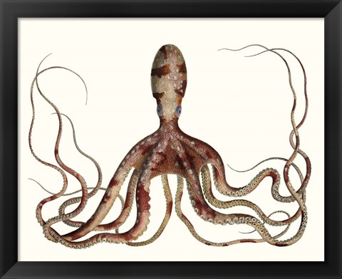 Framed Antique Octopus Collection II Print