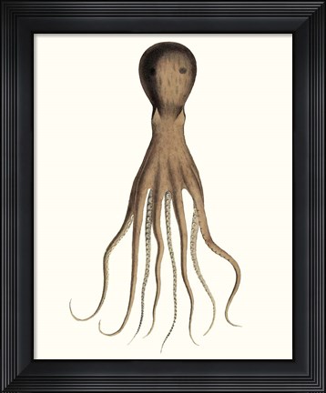 Framed Antique Octopus Collection III Print