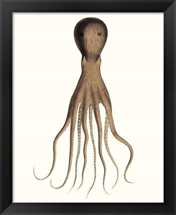 Framed Antique Octopus Collection III Print