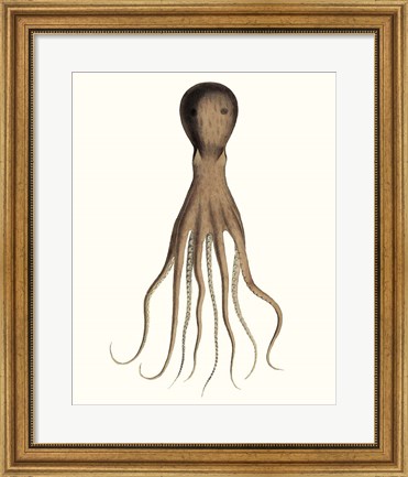Framed Antique Octopus Collection III Print