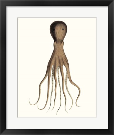 Framed Antique Octopus Collection III Print