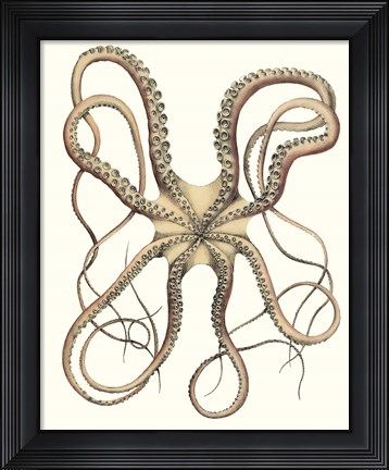 Framed Antique Octopus Collection IV Print