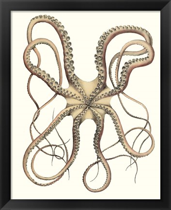 Framed Antique Octopus Collection IV Print