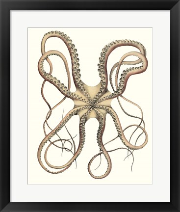 Framed Antique Octopus Collection IV Print