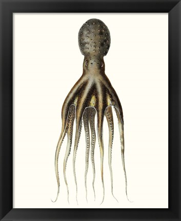 Framed Antique Octopus Collection V Print