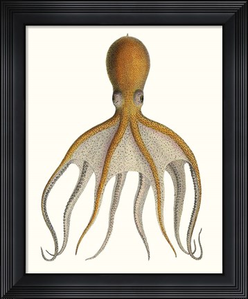 Framed Antique Octopus Collection VI Print