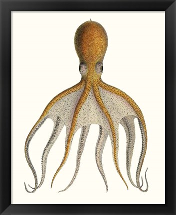 Framed Antique Octopus Collection VI Print