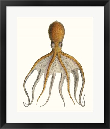 Framed Antique Octopus Collection VI Print