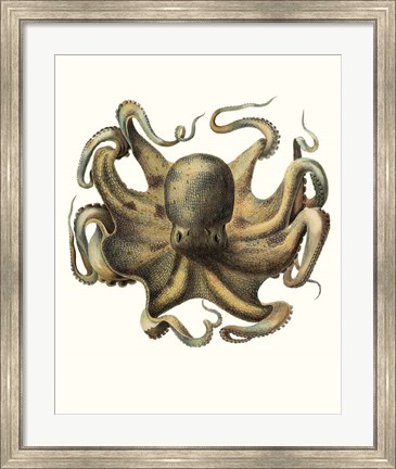 Framed Antique Octopus Collection VII Print