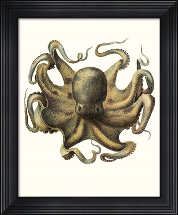 Framed Antique Octopus Collection VII Print