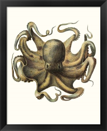 Framed Antique Octopus Collection VII Print