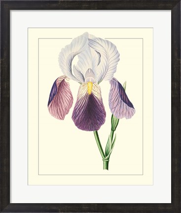 Framed Purple Irises I Print