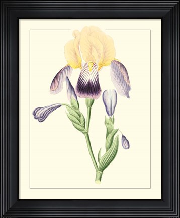 Framed Purple Irises II Print