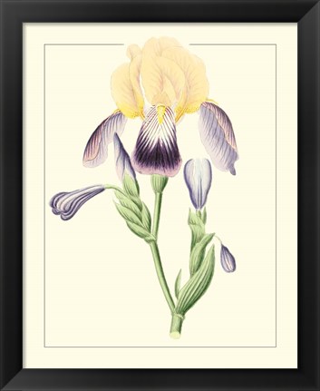 Framed Purple Irises II Print