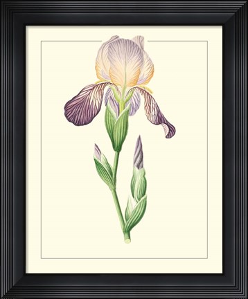Framed Purple Irises III Print