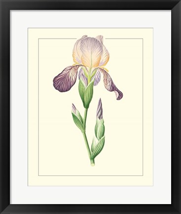 Framed Purple Irises III Print