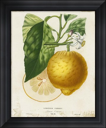 Framed French Lemon I Print