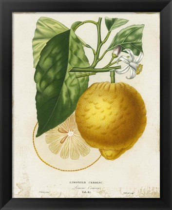 Framed French Lemon I Print