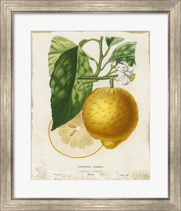 Framed French Lemon I Print