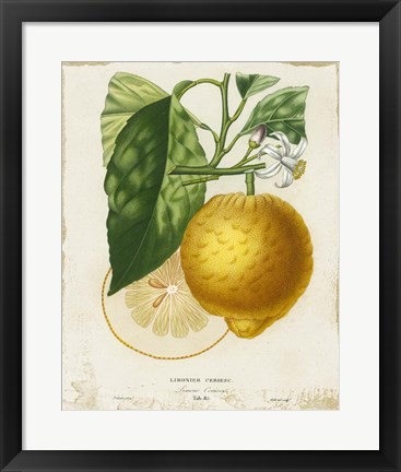 Framed French Lemon I Print