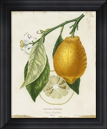 Framed French Lemon II Print