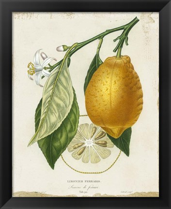 Framed French Lemon II Print