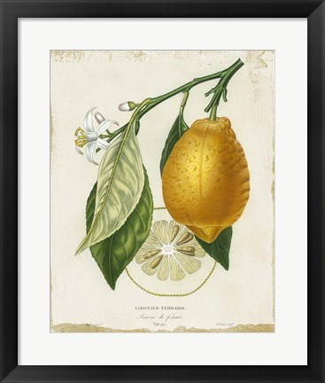 Framed French Lemon II Print