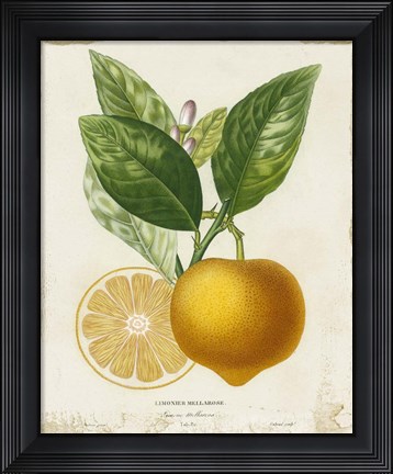 Framed French Lemon III Print