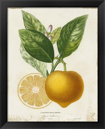 Framed French Lemon III Print