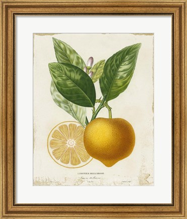 Framed French Lemon III Print