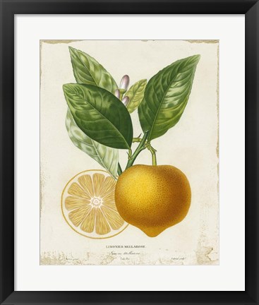 Framed French Lemon III Print